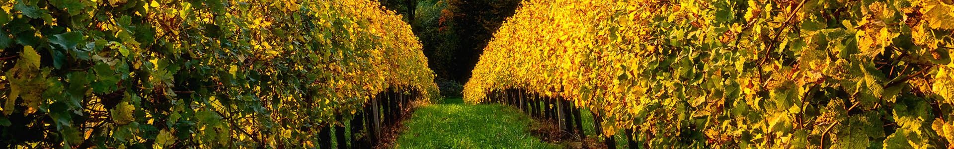 be wine header7