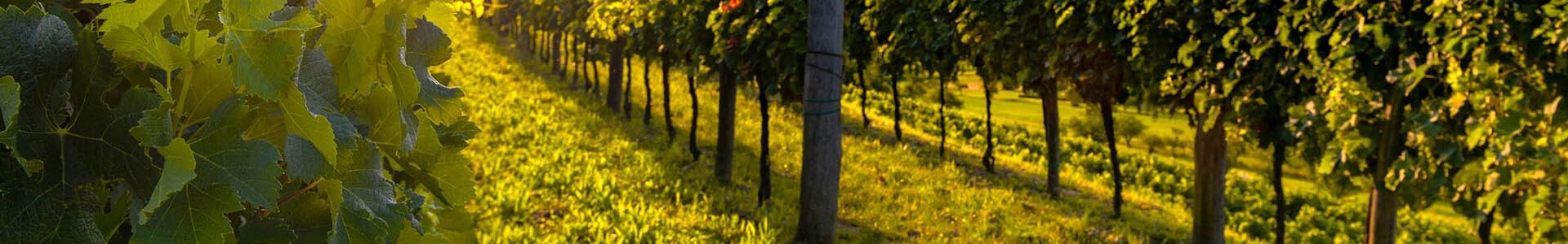 be wine header8