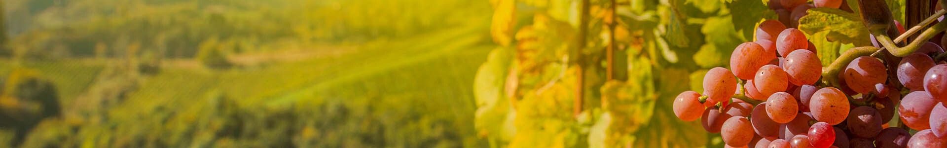 be wine header9