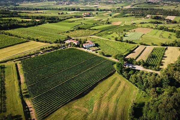wine house ferjancic