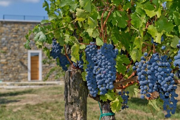 wine house rodica