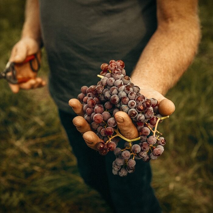 2sumenjak wines bewine