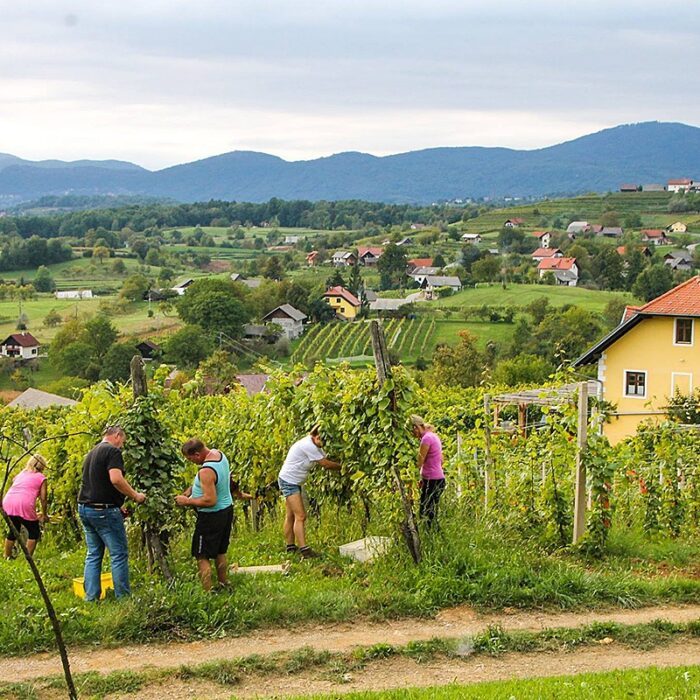 3suklje wines be wine