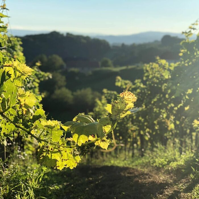 3sumenjak wines bewine