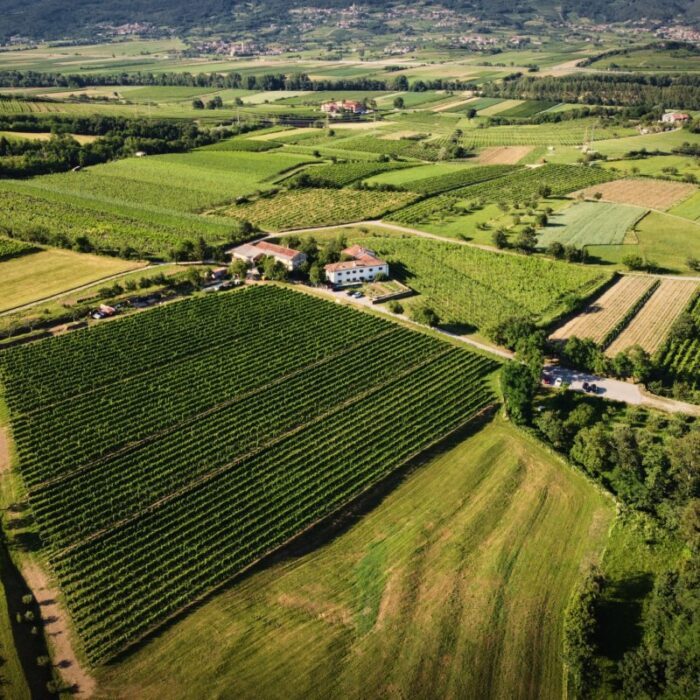 FerjancicWines Wineyard05 1200x800 1