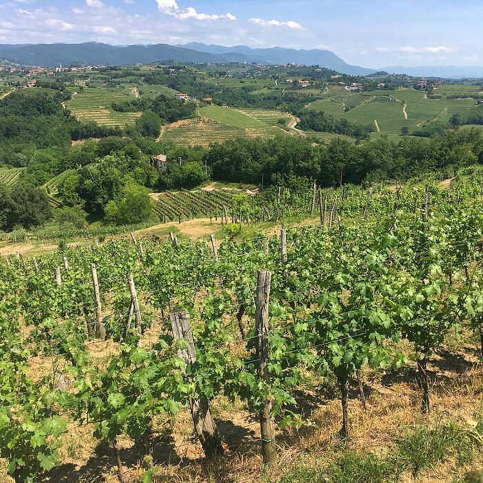 2kristancic wines bewines