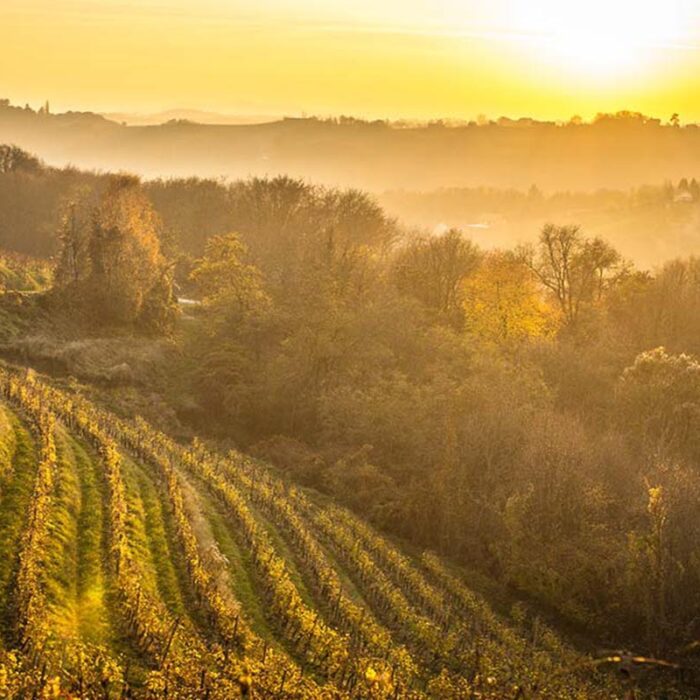 3kupljen wines bewines