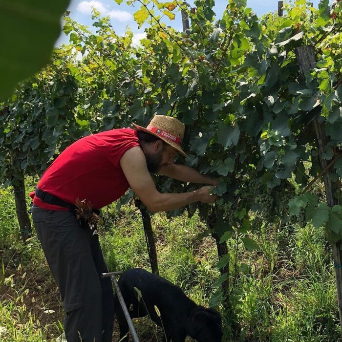 4fedora wines bewines