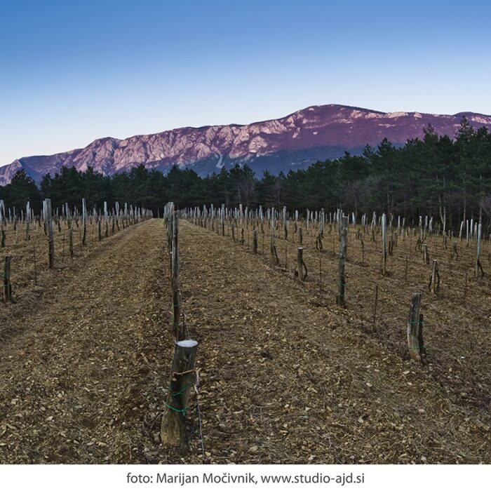 Burja vinograd Orehovica