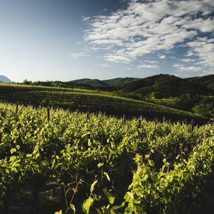3stemberger wines bewines