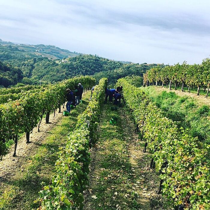 2domacija bizjak wines bewines