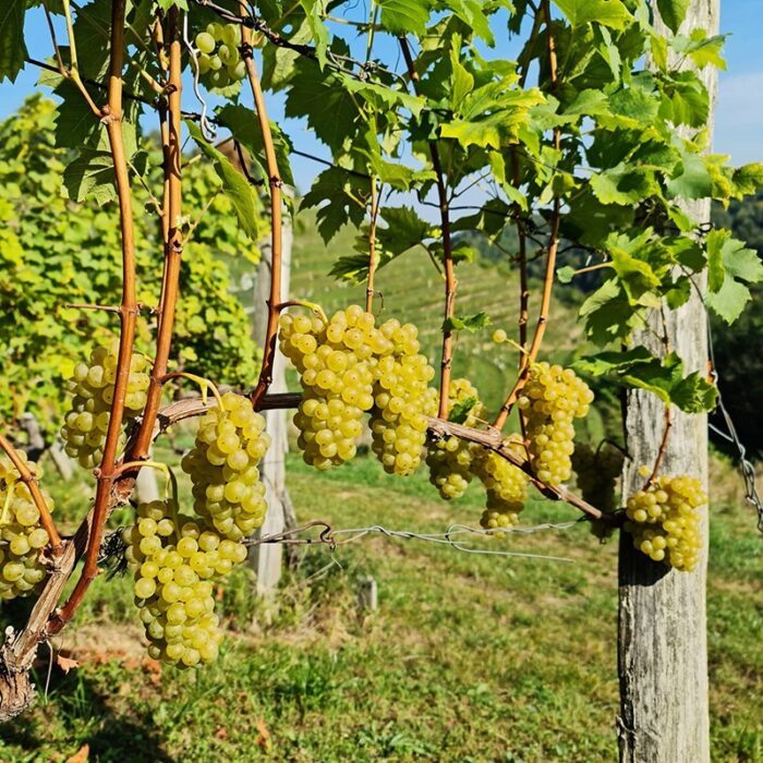 4hlade wines bewines