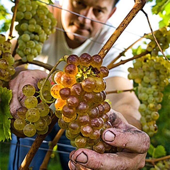 4sturm wines bewines