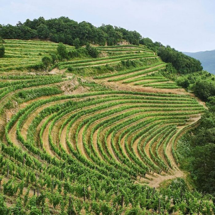 2guerila wines bewines