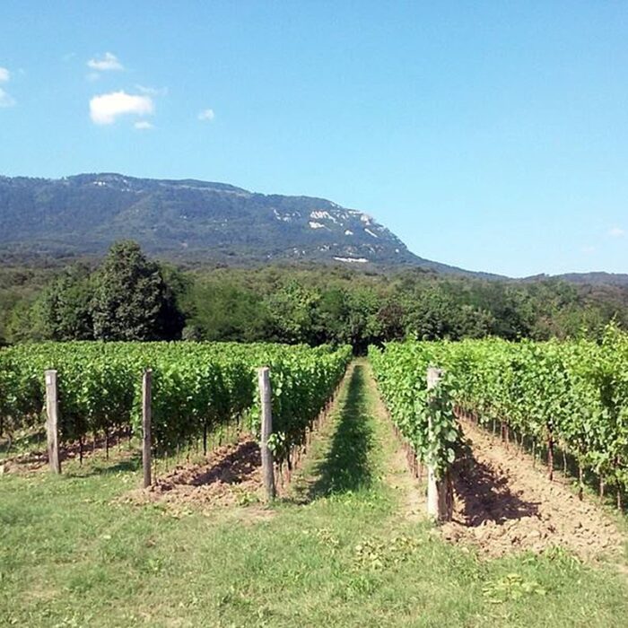 2tilia wines bewines