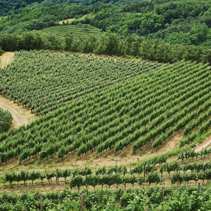 4guerila wines bewines