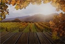 ORGANE WINES BANNER