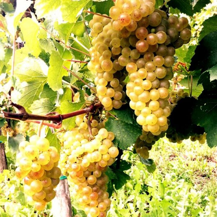 2atimo wines bewine