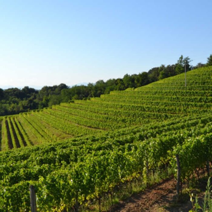 3damijan wines bewines