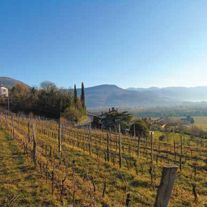 2dario princic wines bewines
