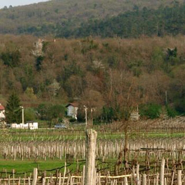 1rebula wines bewines