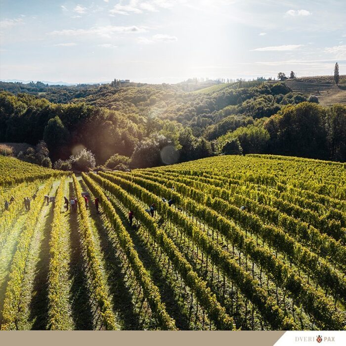 3dveri pax wines bewine