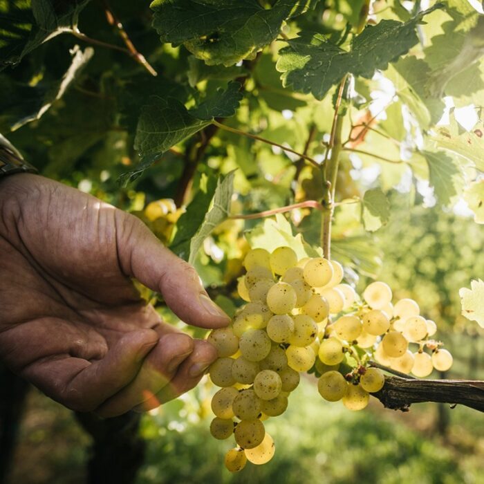 4dveri pax wines bewine
