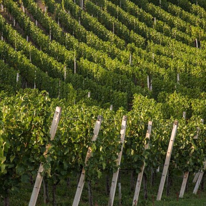 4malnaric wines bewines
