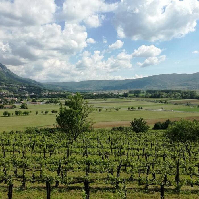 4zgonik wines bewines