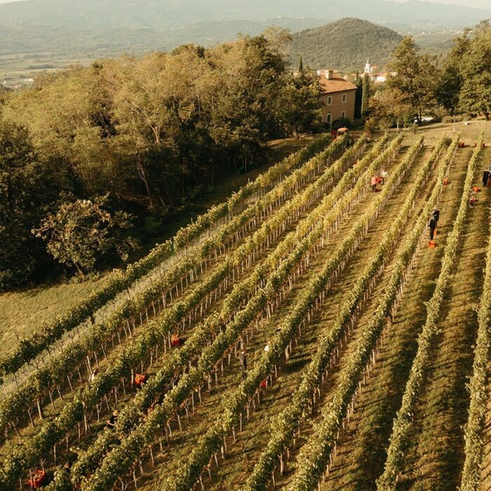 2svetlik wines bewines