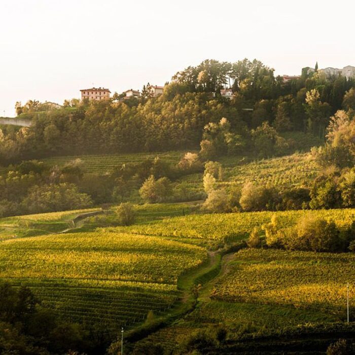 2draga miklus wines bewines