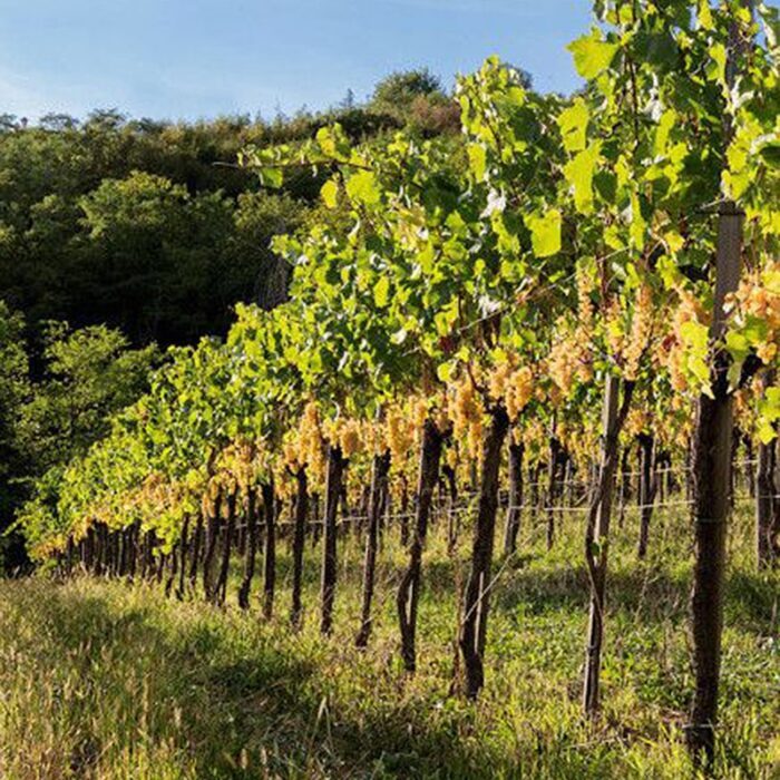 3draga miklus wines bewines