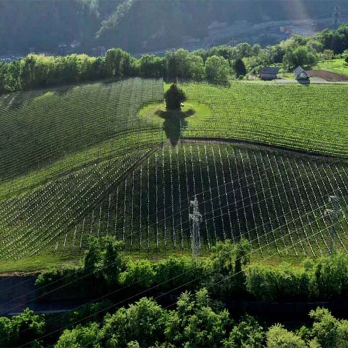3kunej wines bewines