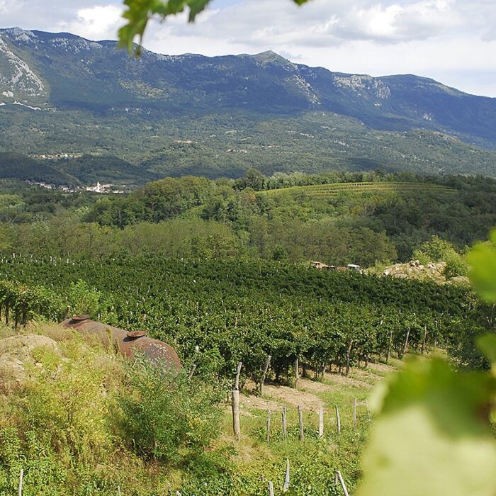 1deadami zaloscan wines bewines