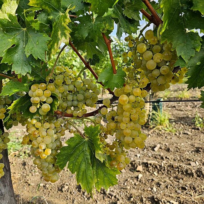 2anima wines bewines