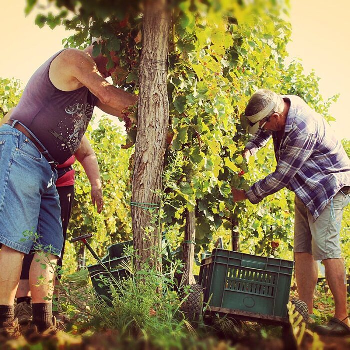 2jamsek wines bewines