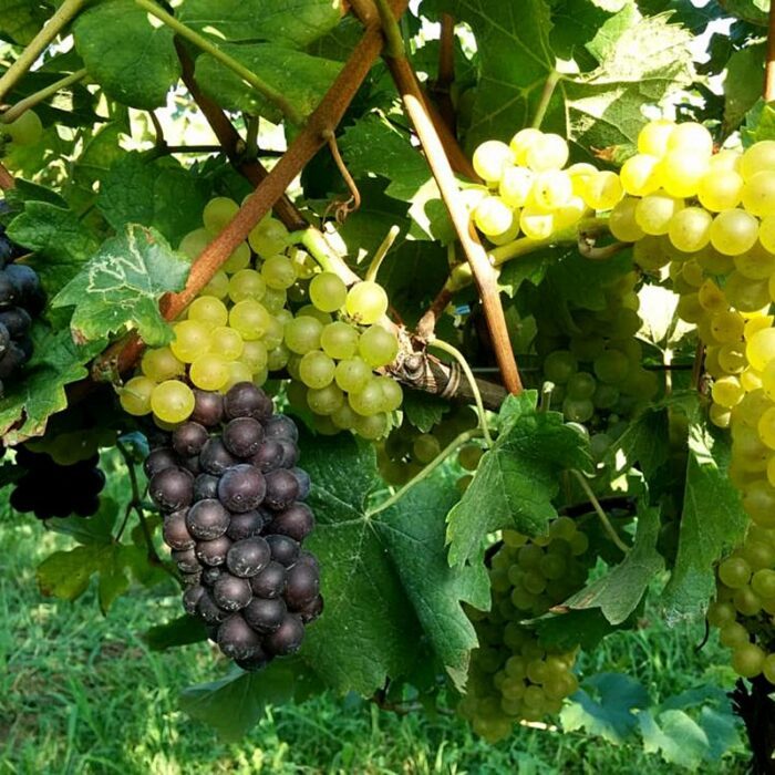 2persolja wines bewines