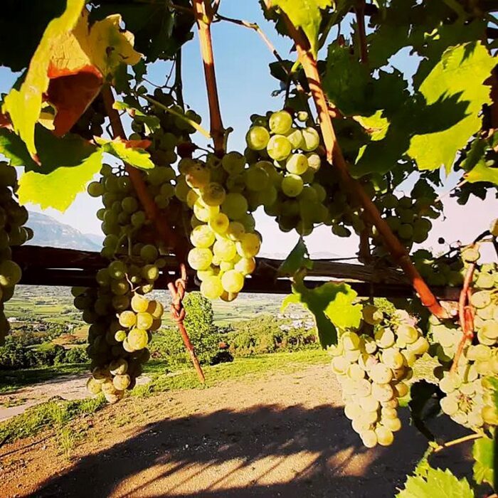 2sveti martin wines bewines