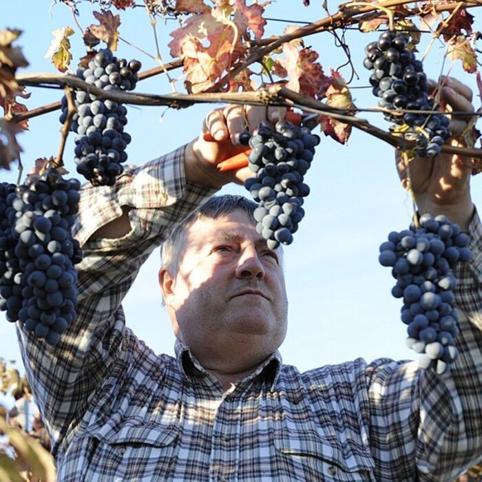 3deadami zaloscan wines bewines