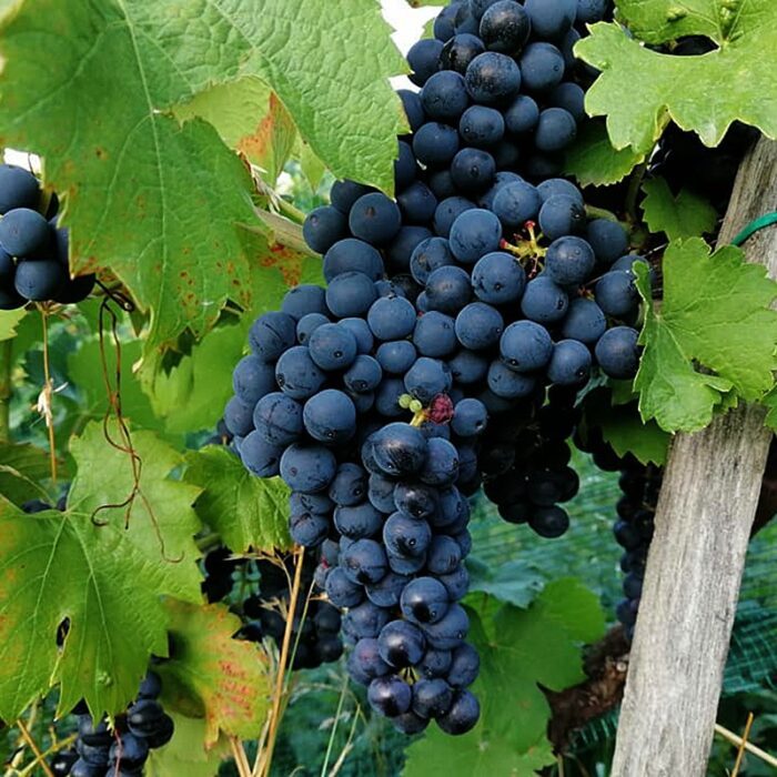 3meranovo be wines