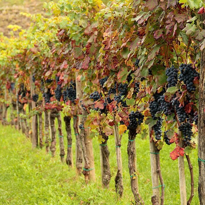 3sveti martin wines bewines