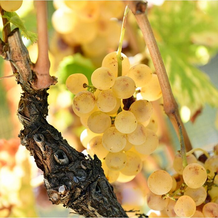 4deadami zaloscan wines bewines