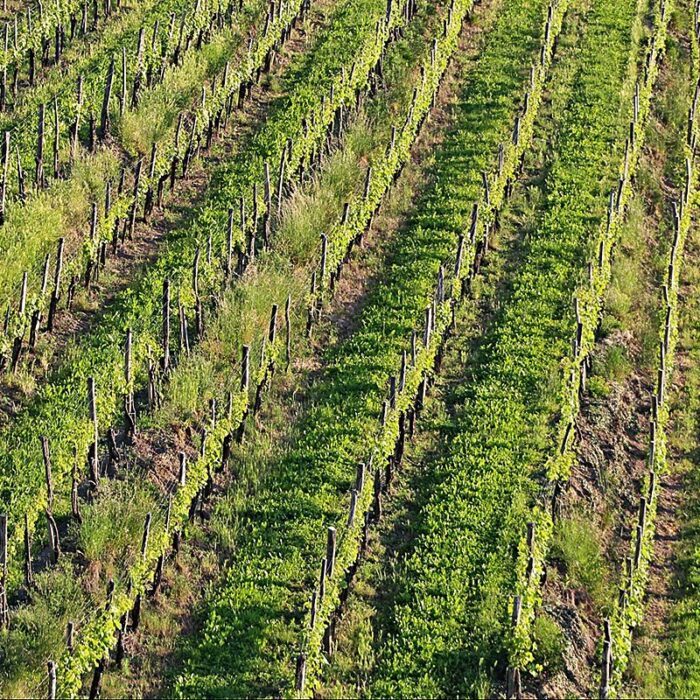 4jamsek wines bewines