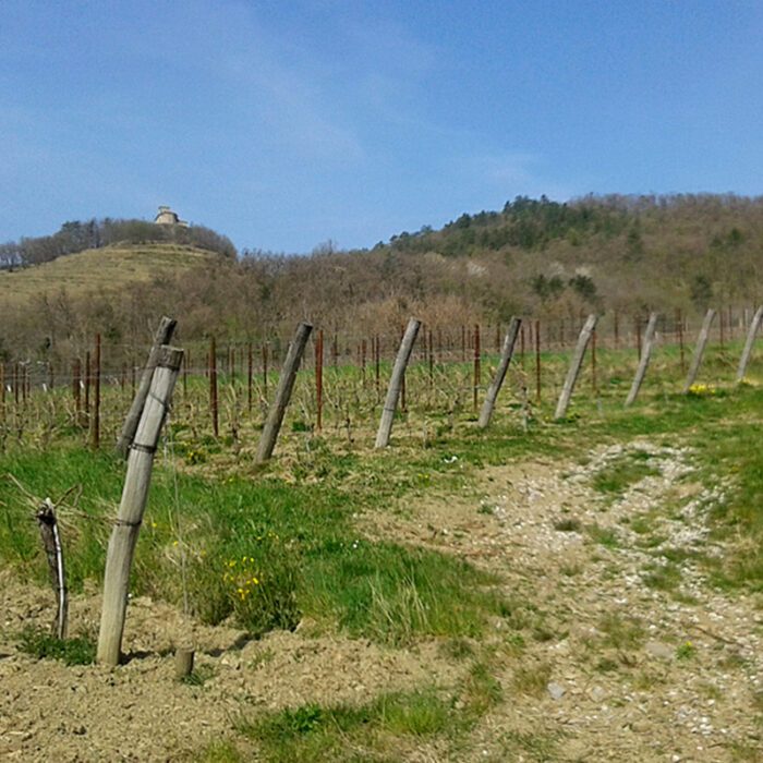 2hedele wines bewines