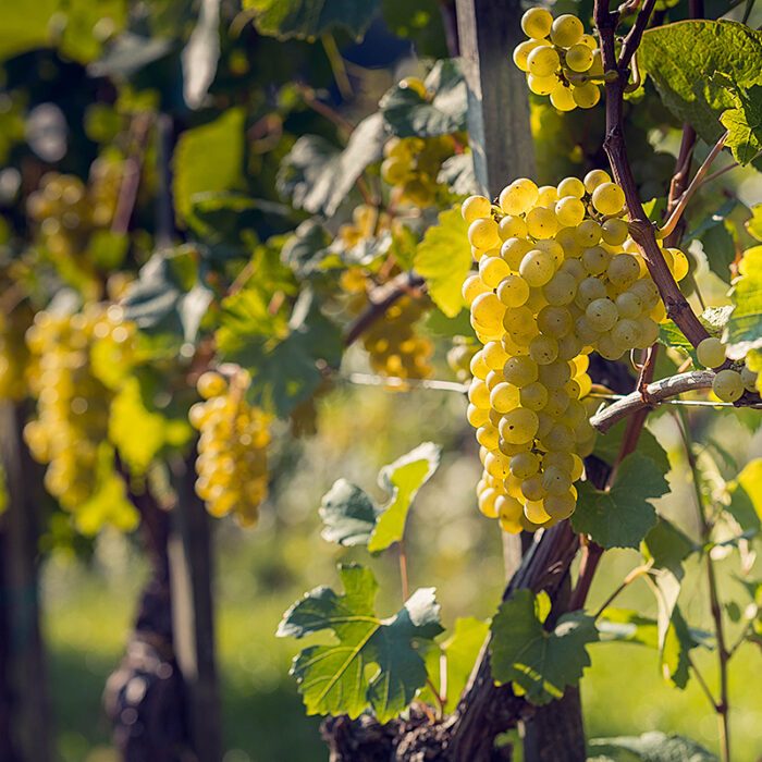 4sanctum wines bewines