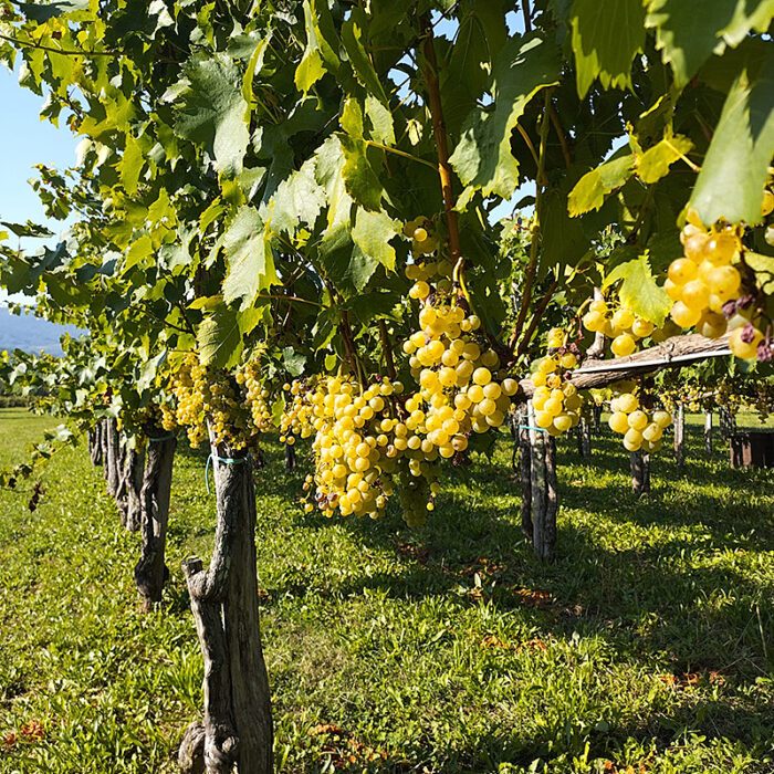 3cigoj wines bewines
