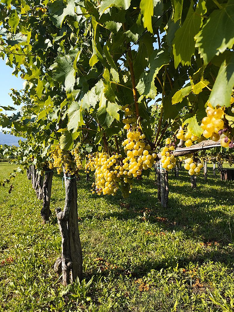3cigoj wines bewines