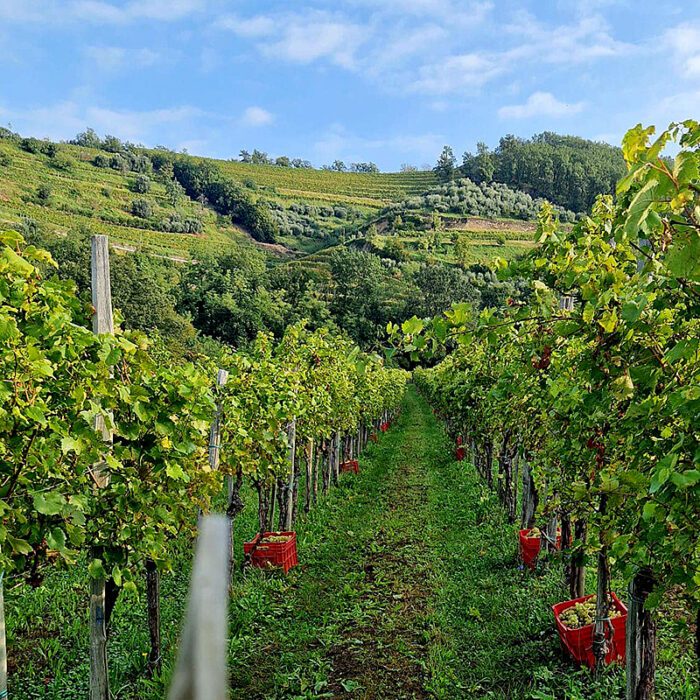 2kristancic wines bewines