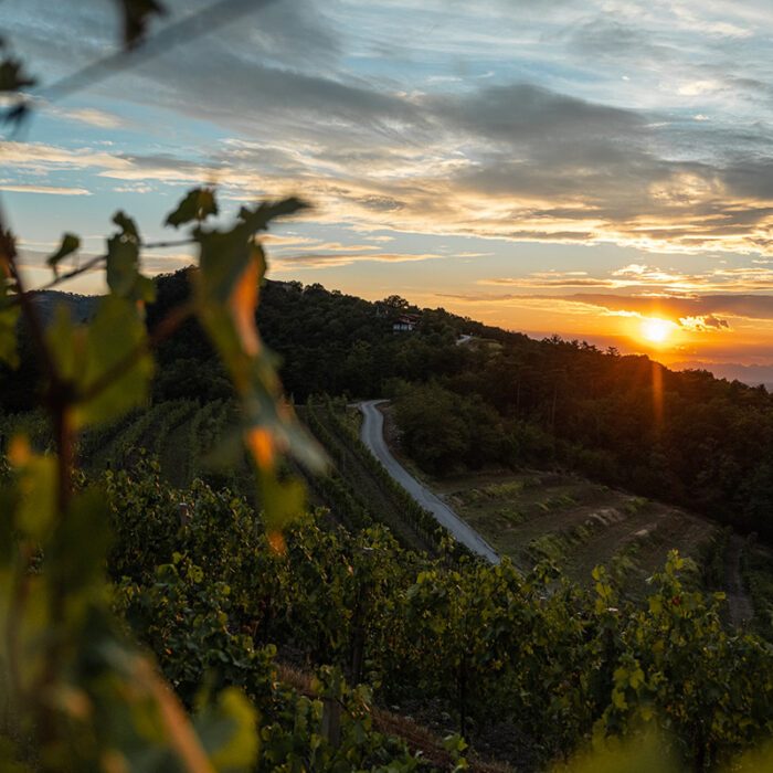 2sanmartin wines bewines