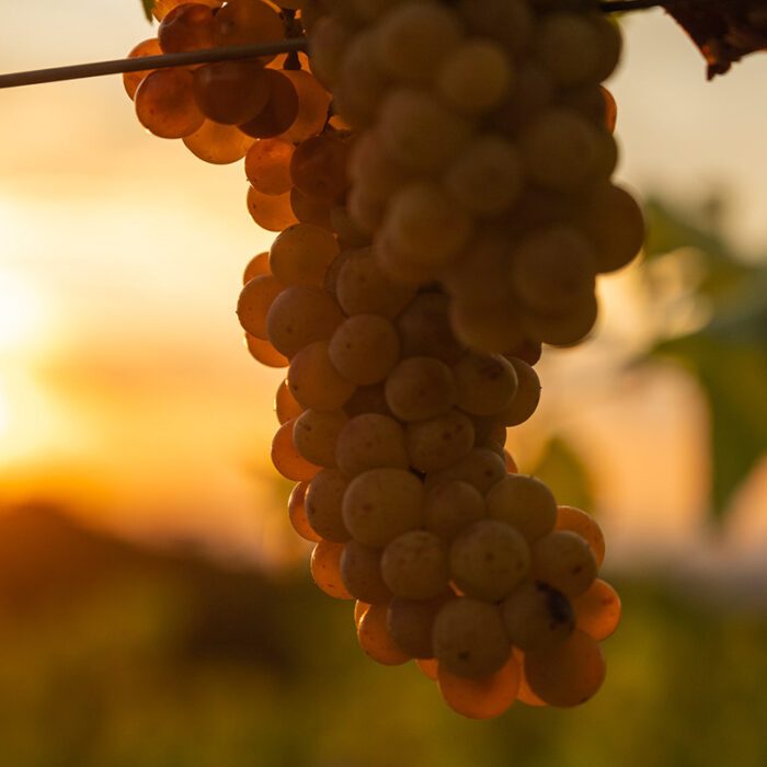 3sanmartin wines bewines